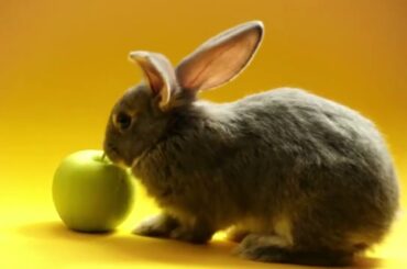 cute bunny eating apple |cute animals |cute rabbit #shorts #youtubeshorts #funnyshorts