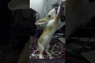 #pet_home #baby_cat #dog rabbits : cute baby rabbit #shorts #short