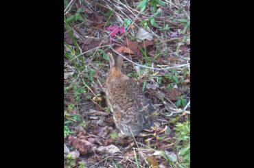 One minute of a cute bunny rabbit filmed today Dec 1