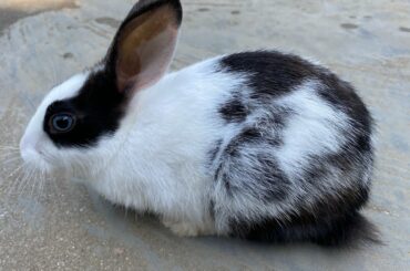 Cute rabbit playing,Baby rabbit,#rabbit