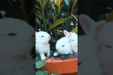 cute rabbit's #short
