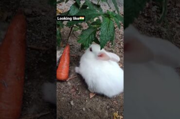my cute rabbit #pets #nature #bunnies#bunny#rabbit #rabbits#themadpetlover