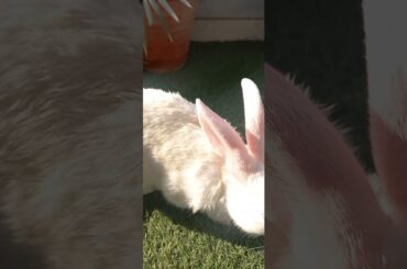 Cute animals video #shorts #animals #youtubeshorts #viral #viralvideo #fyp