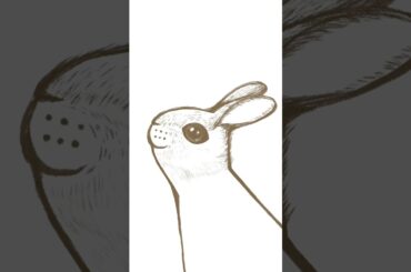 Cute rabbit draw on procreate.