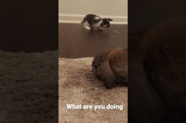 Cute baby bunny