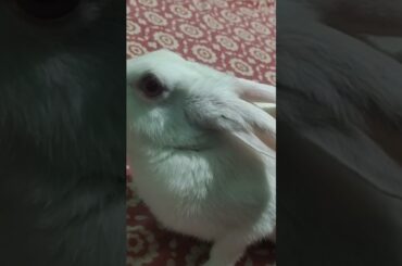 #cute #rabbit #funny #shorts #animals #khargosh #pet #cartoon #reels #funnycat #aww #shortvideo #cat