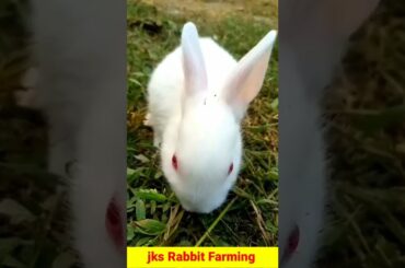Cute rabbit baby videos #short  #viral  #viralshots #youtubeshort