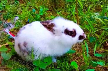 Cute Rabbit Find food in the Forest PE4