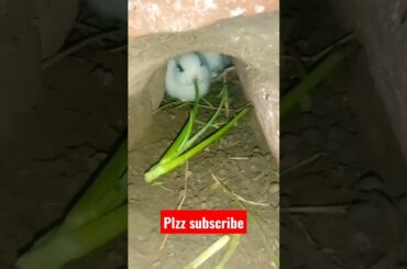 rabbit short | cute baby rabbit | cute bunny | #shorts