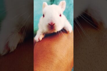 My cute bunny's memories #shorts  #youtubeshorts #trending #animals #ytshorts