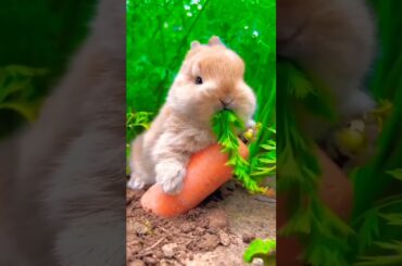 cute rabbit?#shorts #ytshorts #shorts #shortsfeed #viralshorts