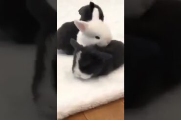 Cute Baby Rabbits #short #shorts #rabbit #bunny #animal #pets #pet #viralvideo #viral #cute #baby