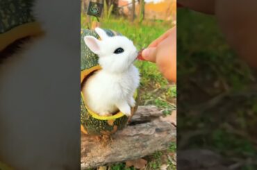 cute rabbit #short #viral #nature #reels #rabbit #animals #travel #tiktok