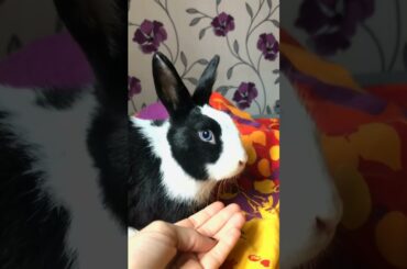 Touching Cute Bunny