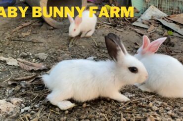 Lovely and cute baby rabbits on the farm | rabbit framing