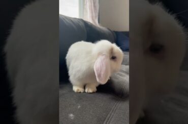 Cute bunny!