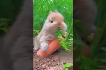 Cute Bunny#short #shortaday