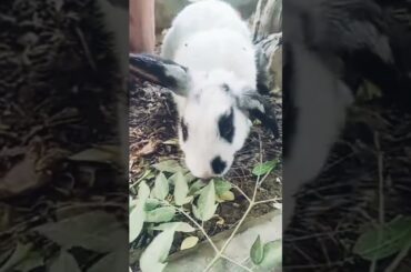 ||cute rabbit||#shortsfeed #shorts #trending #viral #rabbit #cuterabbit