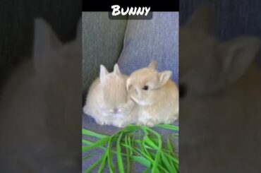 Cute bunny #shorts #youtubeshorts #shortvideo