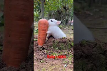 Cute Rabbit  #cute #baby #rabbit #cutebaby #reels #reelsinstagram #instagood #pet #love #cuty.