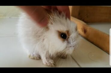 Cute Bunny Eating Bananas ep43 || Rabbit Cookies Eat Bananas || Cute Rabbit cookies !!