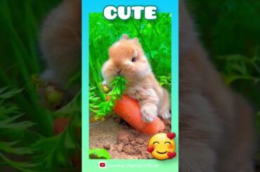 Cute Rabbit try to finish his dinner #rabbit #rabbitanimal #rabbitvideo #rabbitfarming #rabbits