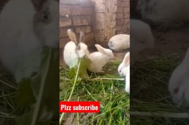 cute bunny | cute baby rabbit | rabbit short #shorts