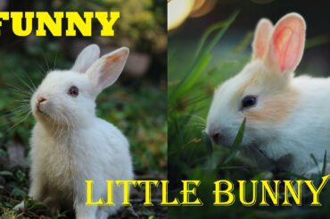 Little Bunny Looking For Food | | Cute Baby Rabbits | | Bunny Rabbit (Baby Rabbits)