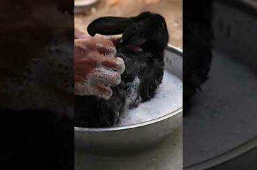 Wow Natural dry cute rabbit by sun #shorts #shortsfeed #animals