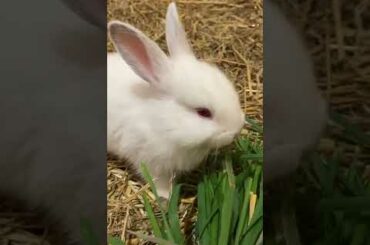 The World's Cutest Baby Bunny Right Here #shorts