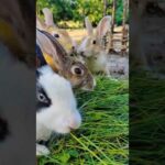 Cute Rabbit Video