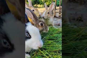 Cute Rabbit Video