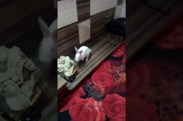 Fun time || #shorts #viral #trending #khargosh #rabbit #cute #bunny  #youtubeshorts