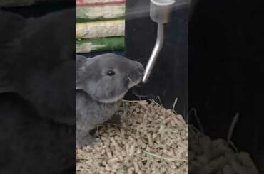 Cute Bunny
