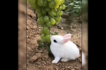 Cute rabbit #youtubeshorts