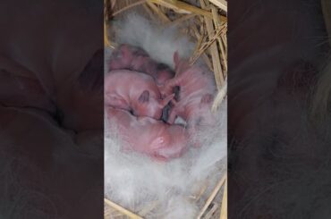 Cute Baby Bunny #shorts #youtubeshorts #viral #cute
