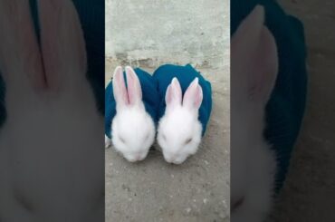 baby rabbit #cutebaby#viralshort