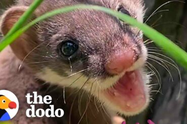 Teeniest Baby Found in a Sink Decides That a Stuffed Bunny is His Mom | The Dodo Little But Fierce