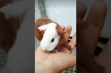 ||cute rabbit||#shortsfeed #shorts #trending #viral #cuterabbit #rabbit