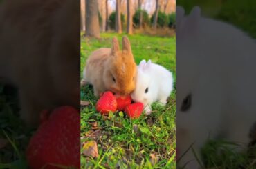 cute rabbit #short
