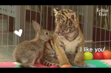 Baby Rabbit And Tiger Abandoned By Their Mom Became The Cutiest Best Friends | Kritter Klub