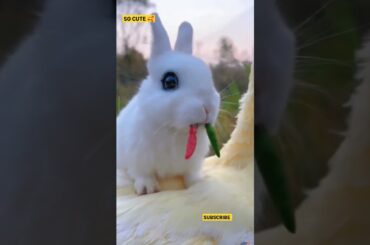 So Cute Baby Rabbit #shorts #viral #cuterabbits 1 lakhs views