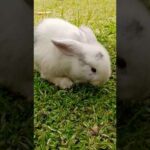baby bunny|| cute #shorrtvideo #kelinci