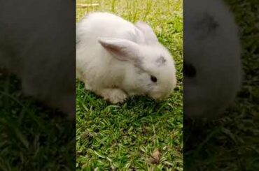 baby bunny|| cute #shorrtvideo #kelinci
