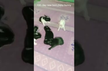 10th day new born baby bunny || Cute bunny ||