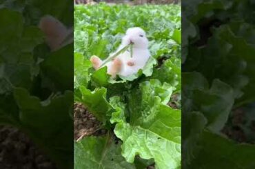 Lovely cute bunny #shorts #viral #cute #goodmorning