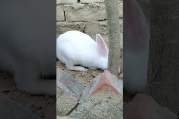Cute rabbit love to motherland #shorts #youtubeshorts