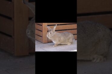 cute baby rabbit #shorts #shortsvideo #viralshorts #viralshortsvideo  #viralvideo #cutestanimals #rb
