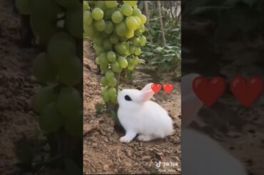 Cute rabbit