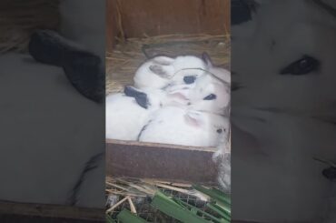 Cute Baby Bunny #shorts #youtubeshorts #cutebunny